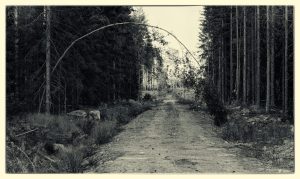 Flectimur non frangimur (Vi böjs, vi bryts inte)